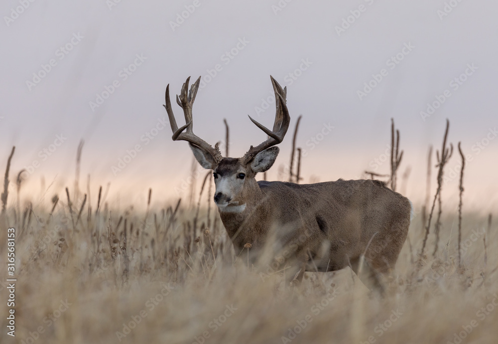 Fototapeta premium Buck Mule Deer in the Fall Rut in Colorado