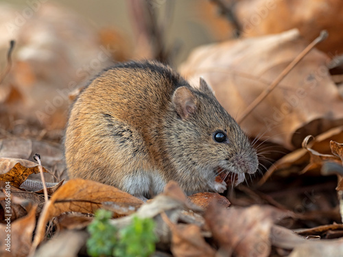 OLYMPUS DIGITALHouse Mouse  Mus domesticus  in nature among fallen autumn leaves. House Mouse  Mus domesticus .  CAMERA