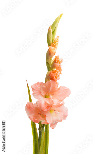 gladiolus flowers isolated