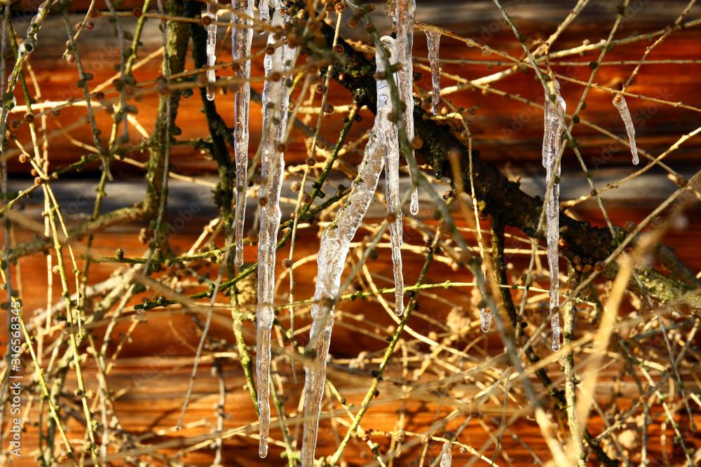 Icicles on the branches of the bush