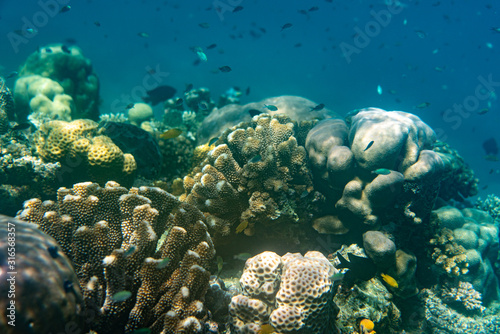 Unterwasseraufnahmen  Fische  Korallen
