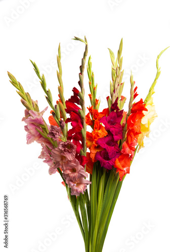 Obraz na płótnie gladiolus flowers isolated