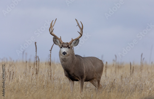 Buck Mule Deer in the Fall Rut in Colorado © natureguy