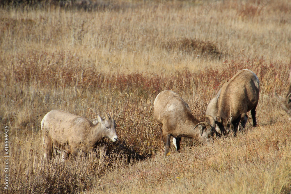 Sheep Feeding, Nordegg, Alberta