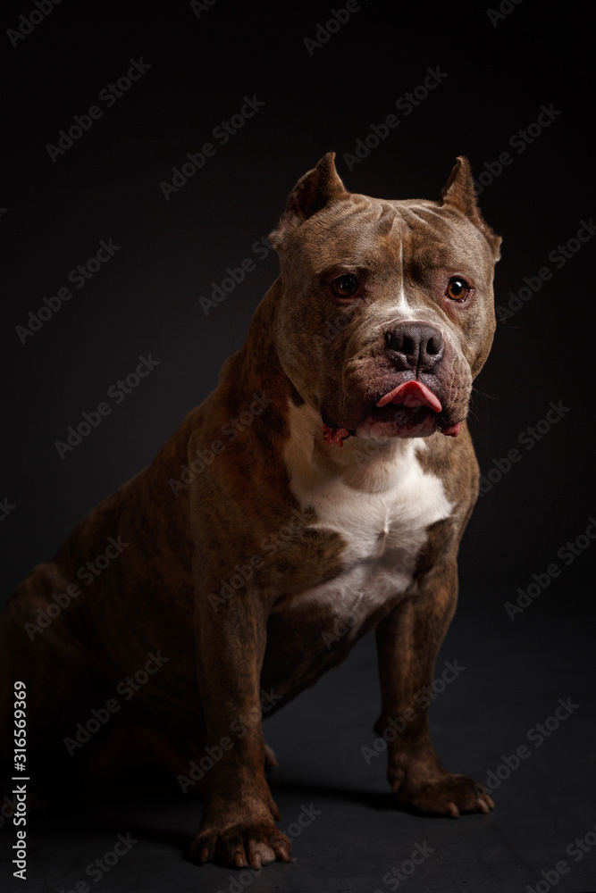 Dog breed American pit bull terrier. Dark background.