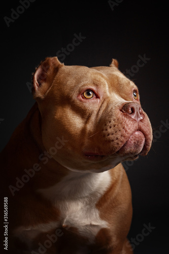 Dog breed American pit bull terrier. Dark background. © Max