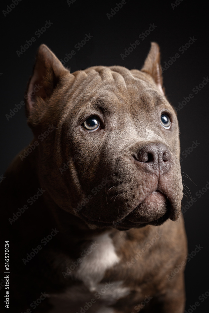 Dog breed American pit bull terrier. Dark background. Dog breed American pit bull terrier. Dark background.