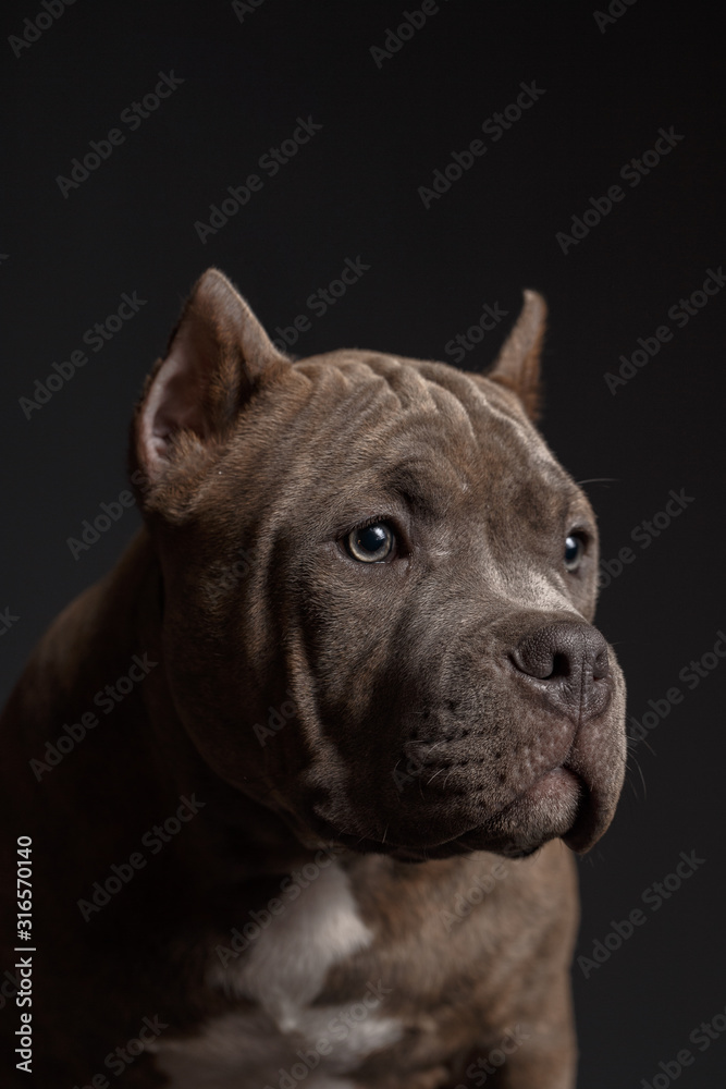Dog breed American pit bull terrier. Dark background. Dog breed American pit bull terrier. Dark background.