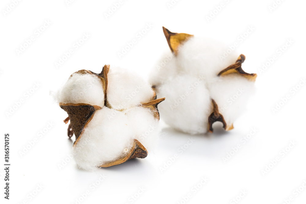 several flowers of cotton isolated on a white background several flowers of cotton isolated on a white background