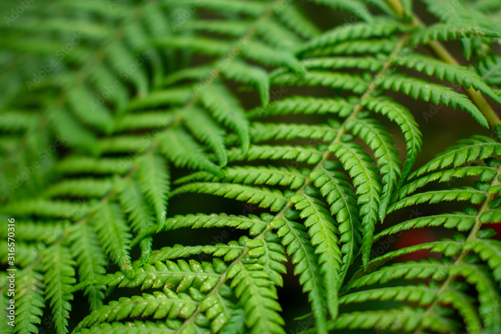 Close up image of bright green ferns