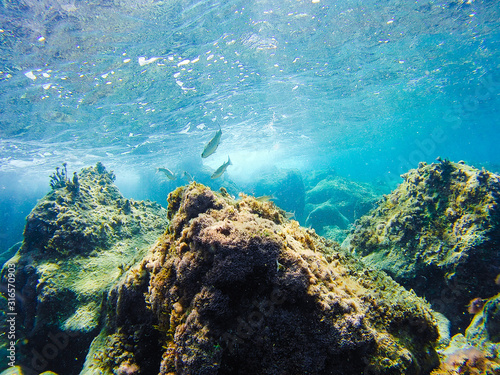 Fototapeta Naklejka Na Ścianę i Meble -  Colorful underwater vegetation in the Mediterranean sea