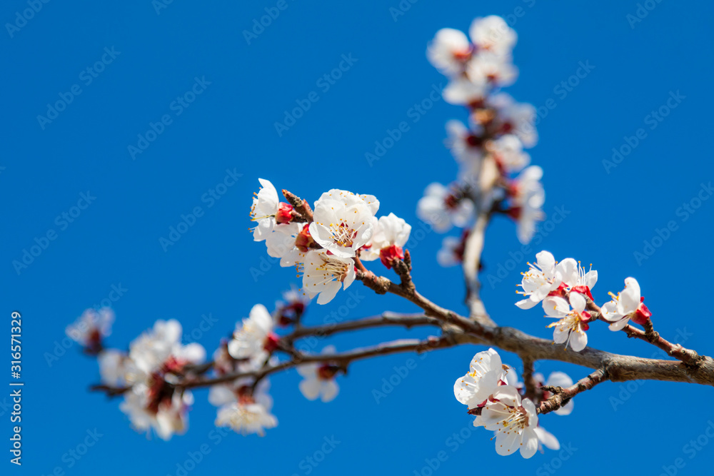 Springtime detail of tree branches with white flowers in bloom. Image Springtime detail of tree branches with white flowers in bloom. Image