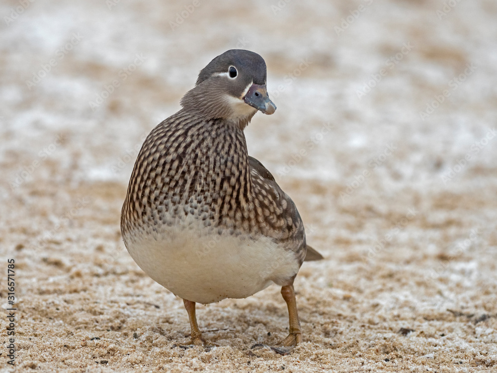 Portrait of Female Mandarin Duck (Aix galericulata) on the water. The mandarin duck (Aix galericulata) is a perching duck species native to East Asia. Portrait of Female Mandarin Duck (Aix galericulata) on the water. The mandarin duck (Aix galericulata) is a perching duck species native to East Asia.
