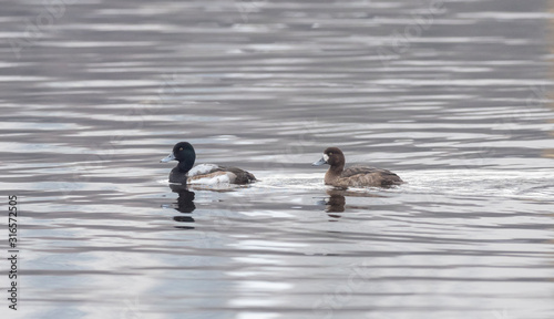  Greater Scaup swimming in the open water. Male and female greater scaup (Aythya marila) on the water. 