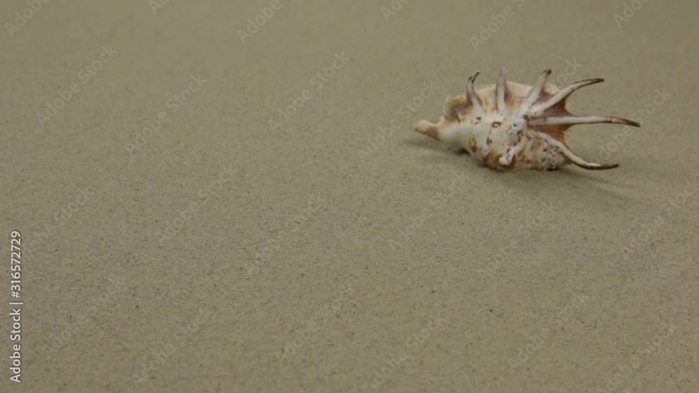 Beautiful seashell, lying on the beach sand. Slider shot. Beautiful seashell, lying on the beach sand. Slider shot.