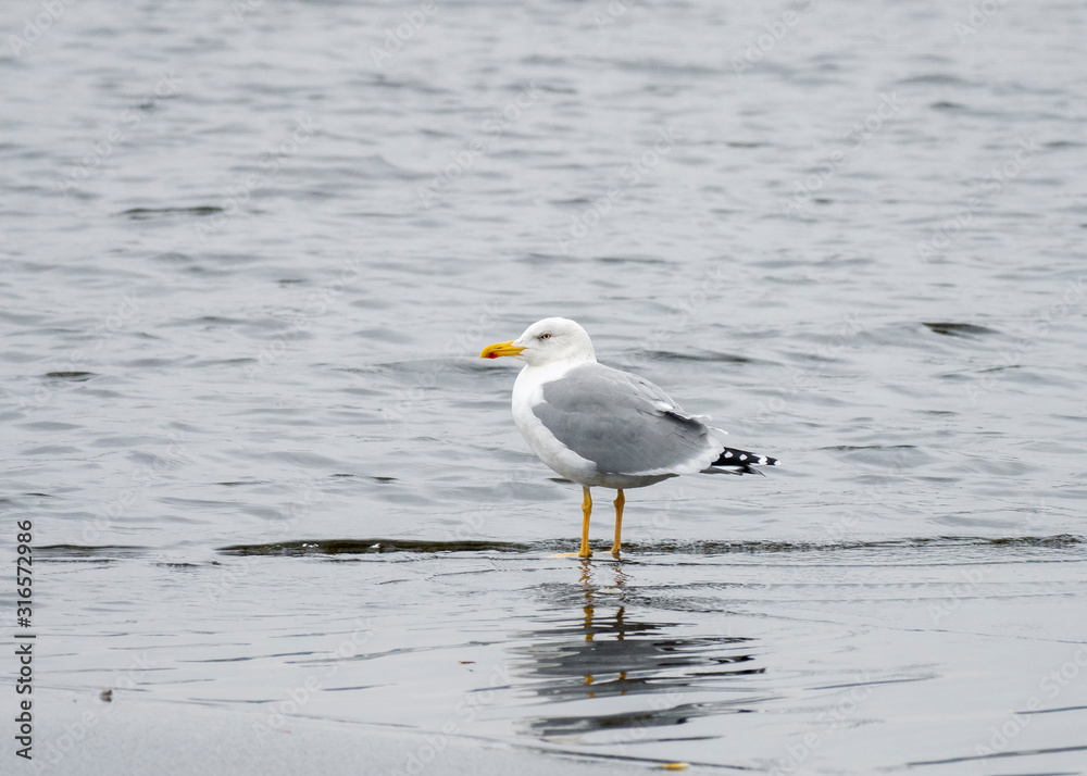 The Caspian gull (Larus cachinnans) is a large gull and a member of the herring and lesser black-backed gull complex. The Caspian gull (Larus cachinnans) is a large gull and a member of the herring and lesser black-backed gull complex.