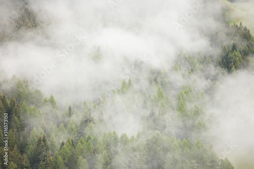 A misty day over an Italian mountain forest