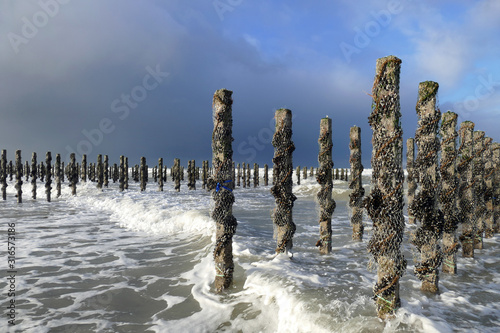 Foto Piquets élevage de moules ) OYE-Plage (62)