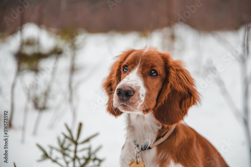 Fototapeta Naklejka Na Ścianę i Meble -  Cute little puppy of welsh springer spaniel breed in snowy winter forest.