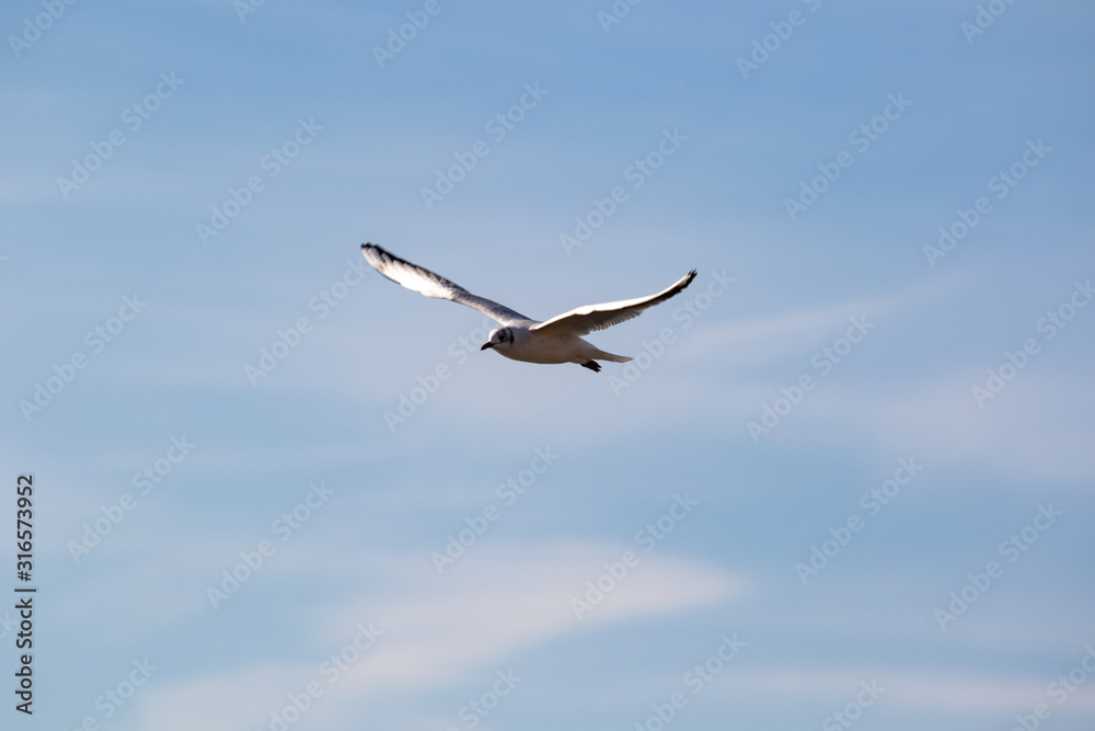 Obraz premium Flying high