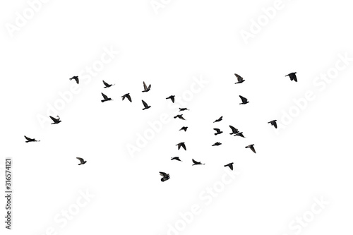 Flocks of flying pigeons isolated on white background. Clipping path. photo