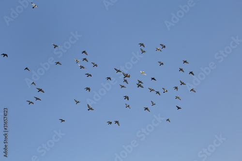 Flocks of flying pigeons in the blue sky .