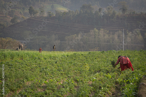 people harvesting in the countryside in Nepal