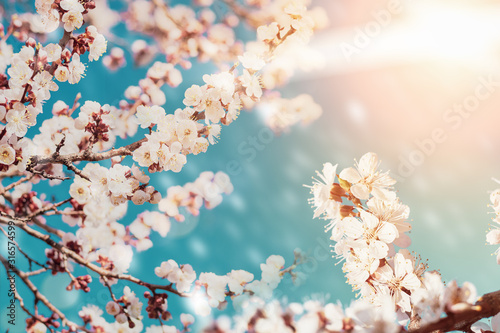 Bright spring background with many branches of apricot blossom flowers  spring time concept