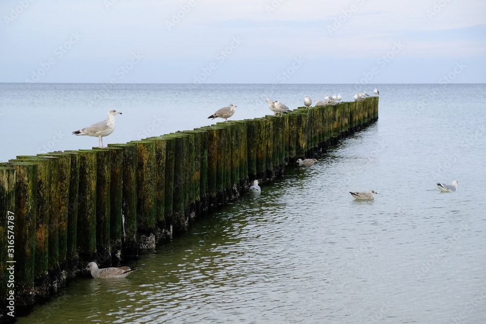 Breakwater overgrown with green algae and seagulls on the beach on the Baltic Sea in Dziwnowek, Poland. Breakwaters protect the shore against high waves during a storm.