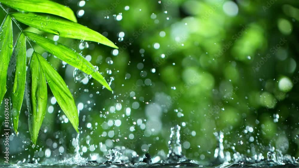fresh green leaves with water drops over the water , relaxation with water ripple drops concept , filmed on cinema slow motion camera at 1000 fps