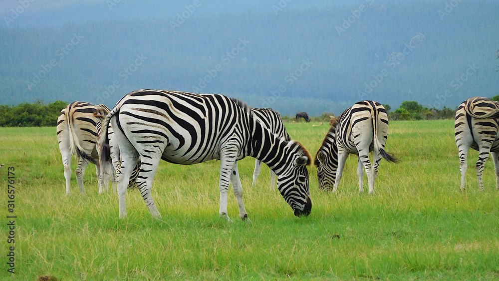 Obraz premium Zebras und Elefanten im einem Game Reserve Nähe Plettenberg Bay in Südafrka bei bedecktem Himmel