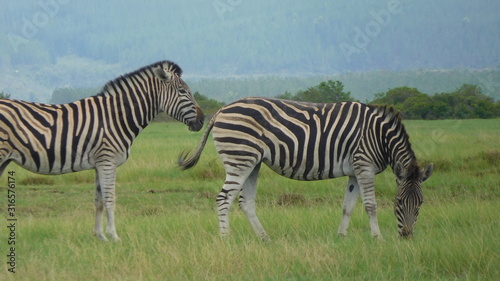Zebras und Elefanten im einem Game Reserve N  he Plettenberg Bay in S  dafrka bei bedecktem Himmel