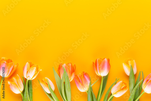 Yellow pastels color tulips on yellow background.