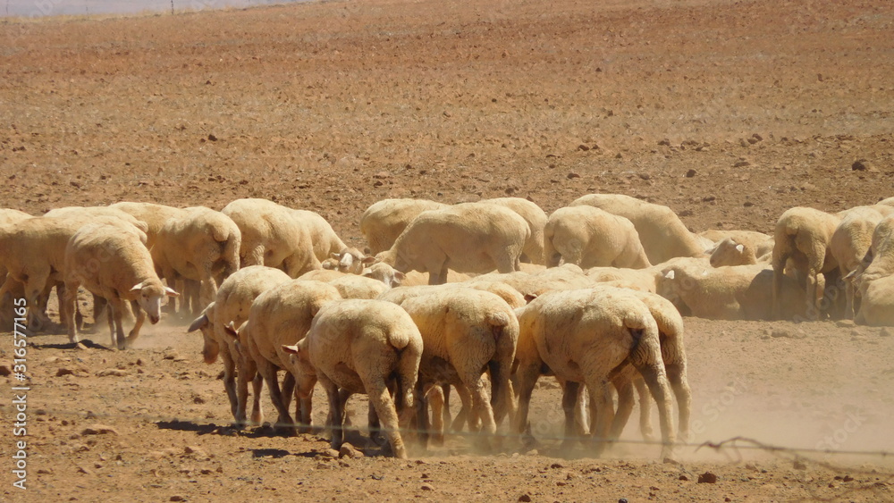 Schafherde in der Wüste von Südafrika an er Westküste in der Nähe von Citrusdal Schafherde in der Wüste von Südafrika an er Westküste in der Nähe von Citrusdal