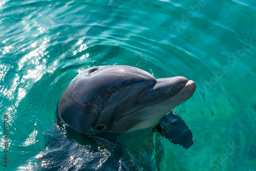 Adult dolphin in nature reserve near Eilat - famous tourist resort and recreational city in Israel
