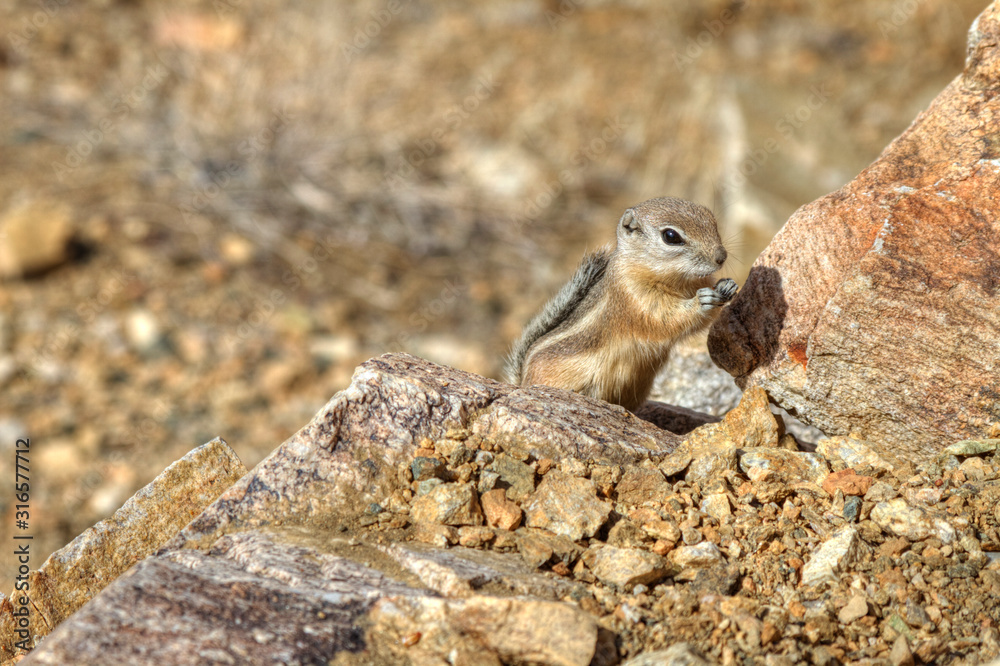 Desert Chipmunk in Joshua Tree National Park Desert Chipmunk in Joshua Tree National Park