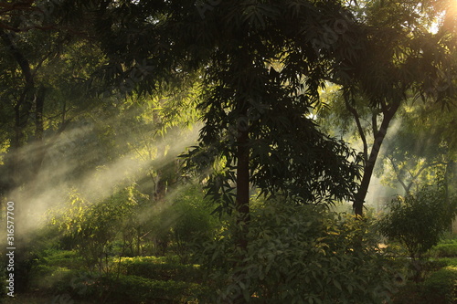 sunlight in a dark green forest with fog