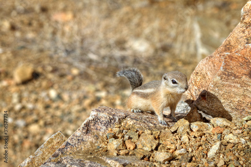 Desert Chipmunk foraging for food