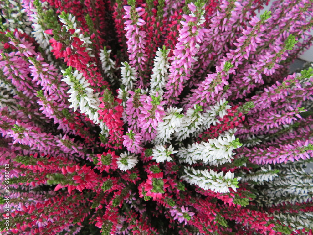 Beautiful picture of flowers of great beauty and good smell Beautiful picture of flowers of great beauty and good smell