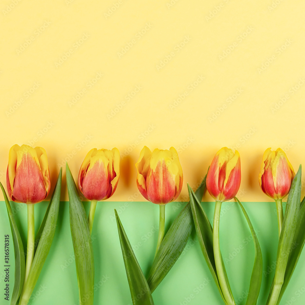 Beautiful red and yellow tulips flowers  for holiday.