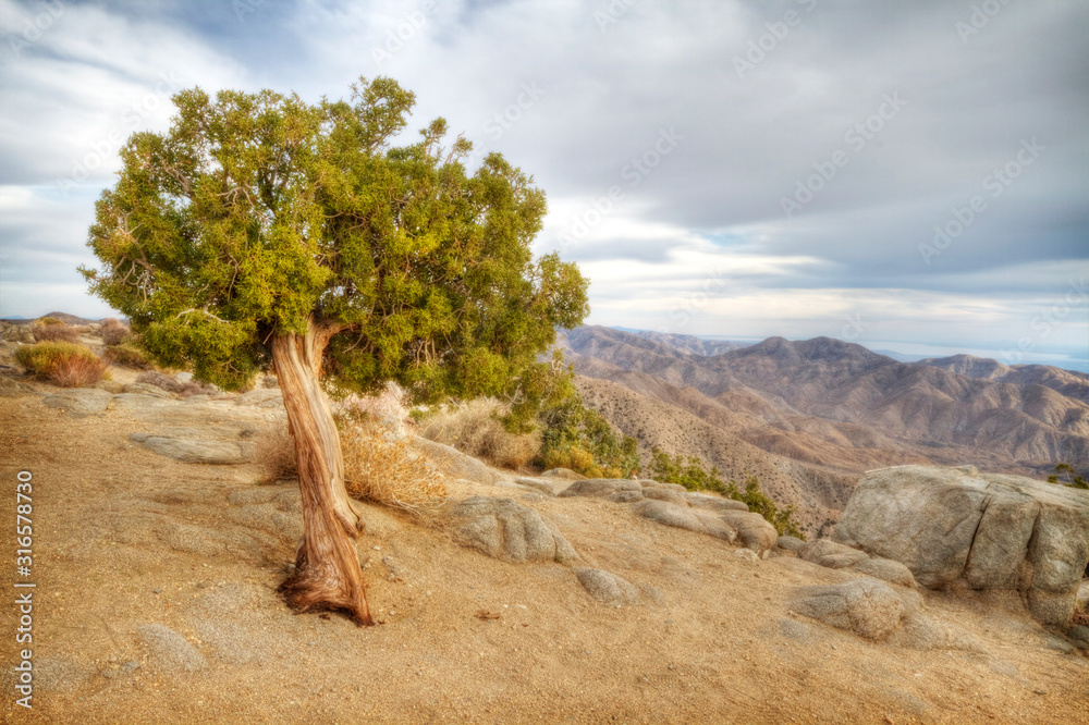 Fototapeta premium Dramatic view in Joshua Tree National Park