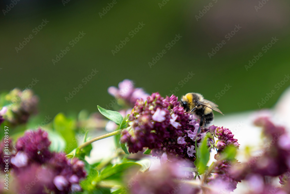 Bumblebee on oregano flower in blurry green background for copy space. Selective focus, beautiful bokeh. Bumblebee on oregano flower in blurry green background for copy space. Selective focus, beautiful bokeh.