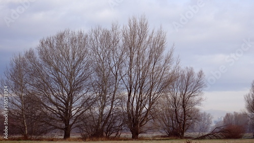 bare trees in winter