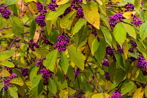 Bodinier beautiberry, callicarpa bodinieri, bush with purple berries in autumn photo