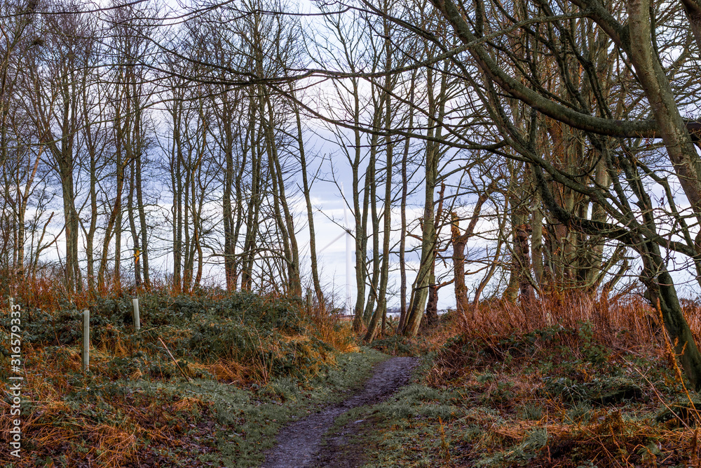 Fototapeta premium Managed woodland path in winter