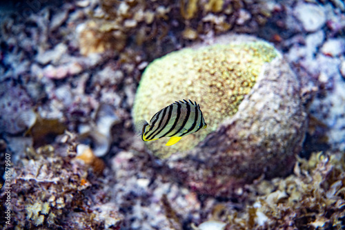 Unterwasseraufnahmen: Fische, Korallen