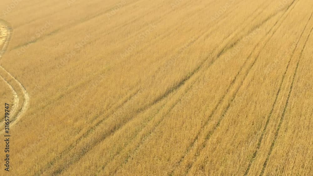 Aerial view. Flight above the ripe golden wheat field at sunrise Aerial view. Flight above the ripe golden wheat field at sunrise