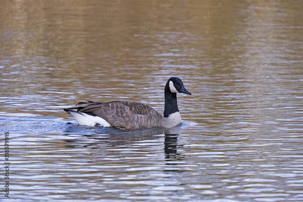 Obraz premium Oie Bernache