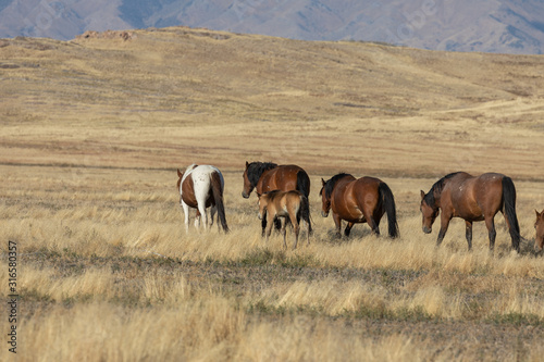 Wild Horses in Autumn in the Utah Desert © natureguy