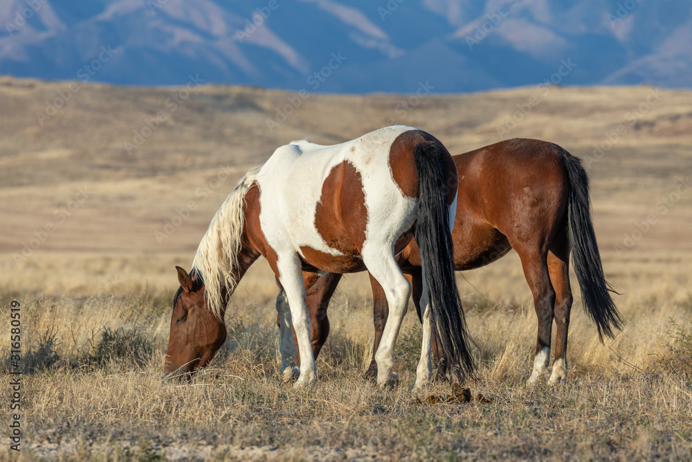 Wild Horses in Autumn in the Utah Desert Wild Horses in Autumn in the Utah Desert
